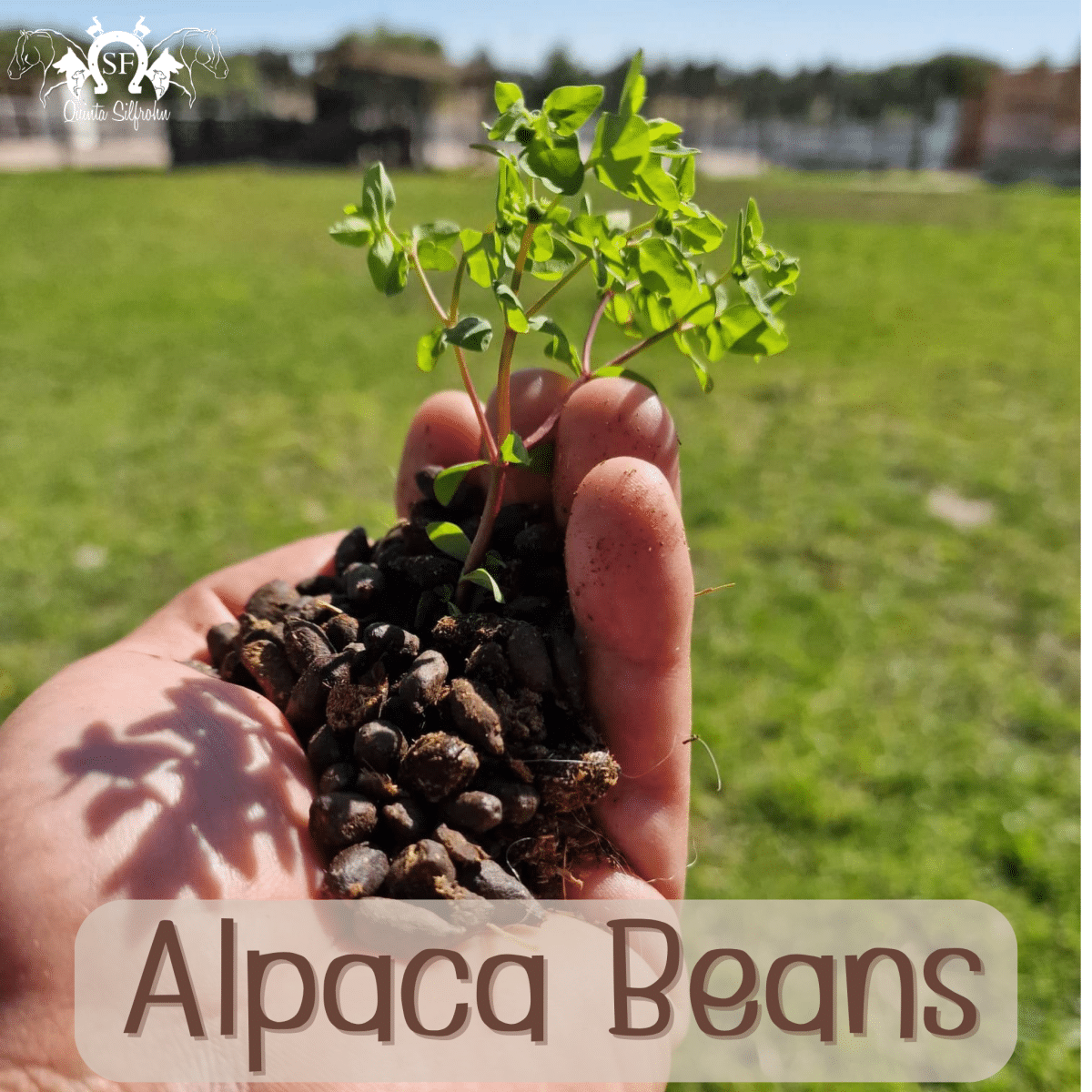 Alpaca Beans Quinta Silfrohn